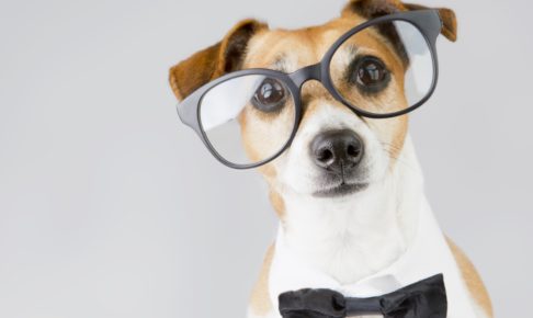 犬