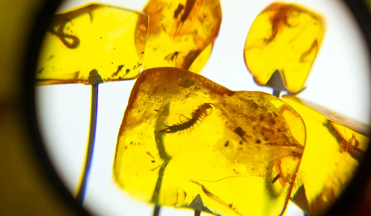 虫入り琥珀 の価値はどれくらい？偽物を見分ける方法は？ | カラッツ