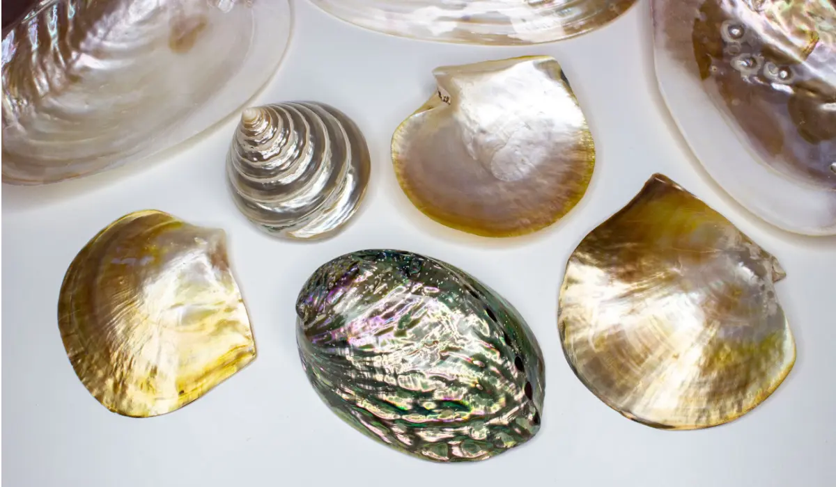 真珠（パール）はなぜできる？仕組み、種類、養殖と天然の違い